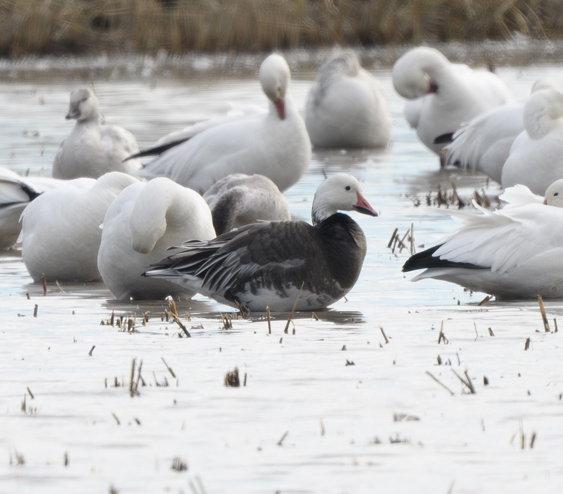 Snow Goose - ML626998534