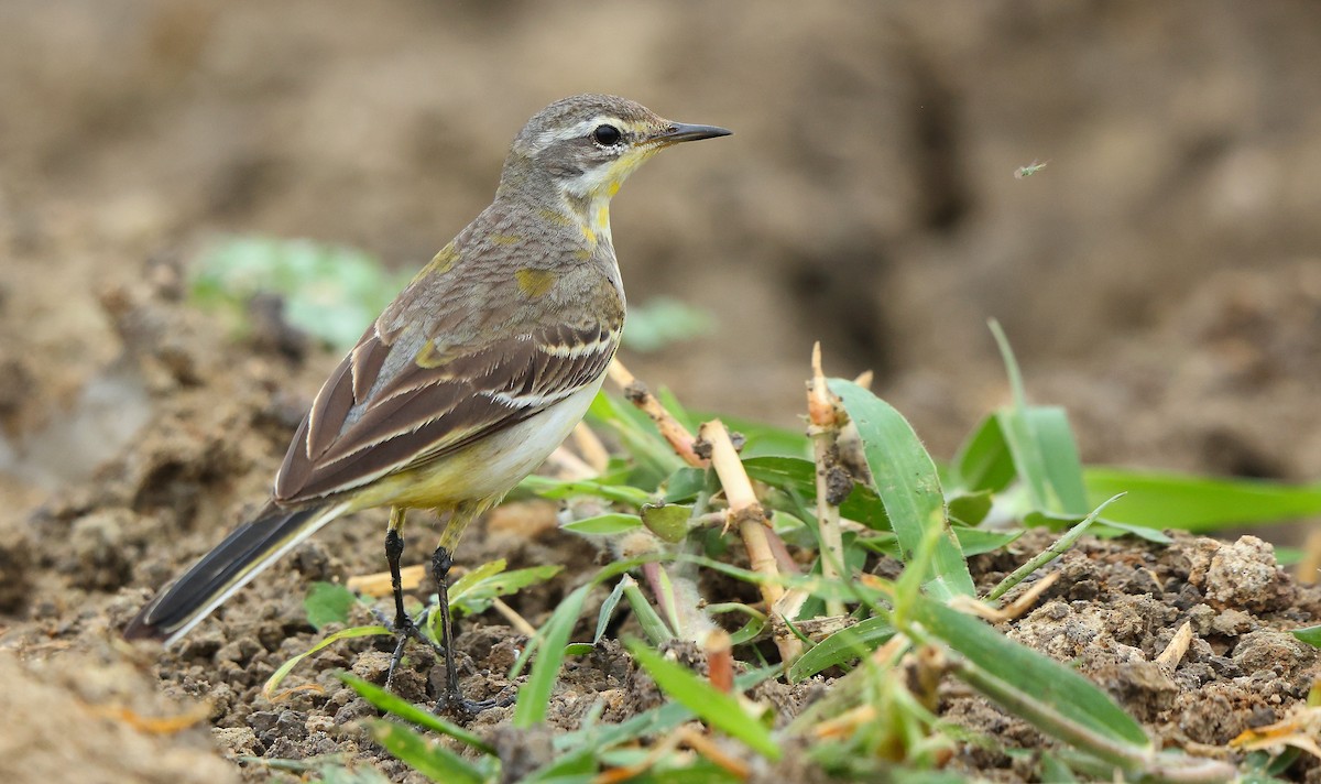 Western Yellow Wagtail - ML626998796