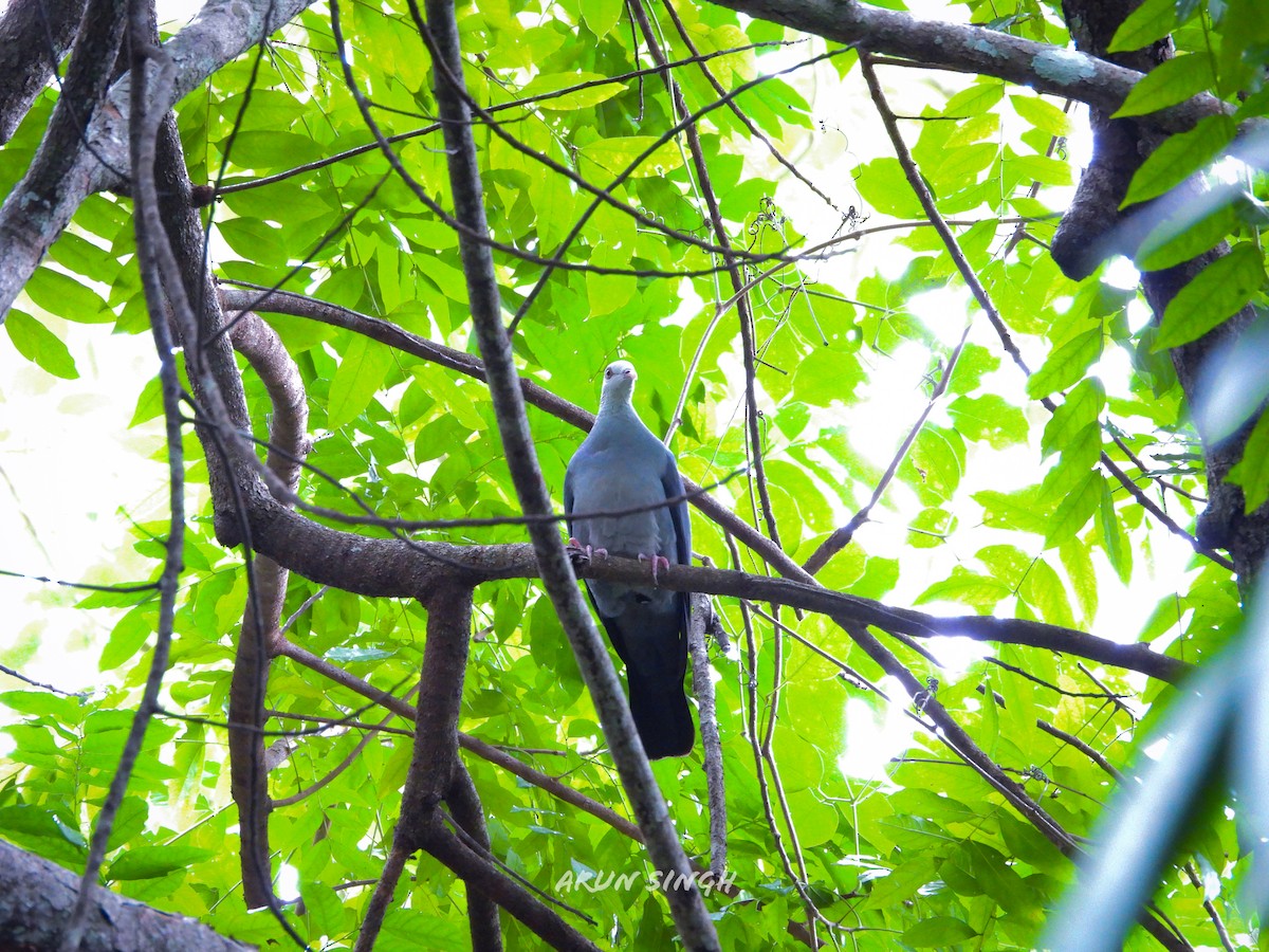 Andaman Wood-Pigeon - ML626998963