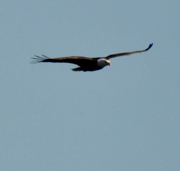 Bald Eagle - ML626999112