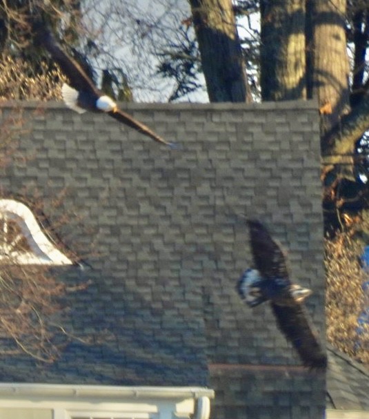 Bald Eagle - ML626999113