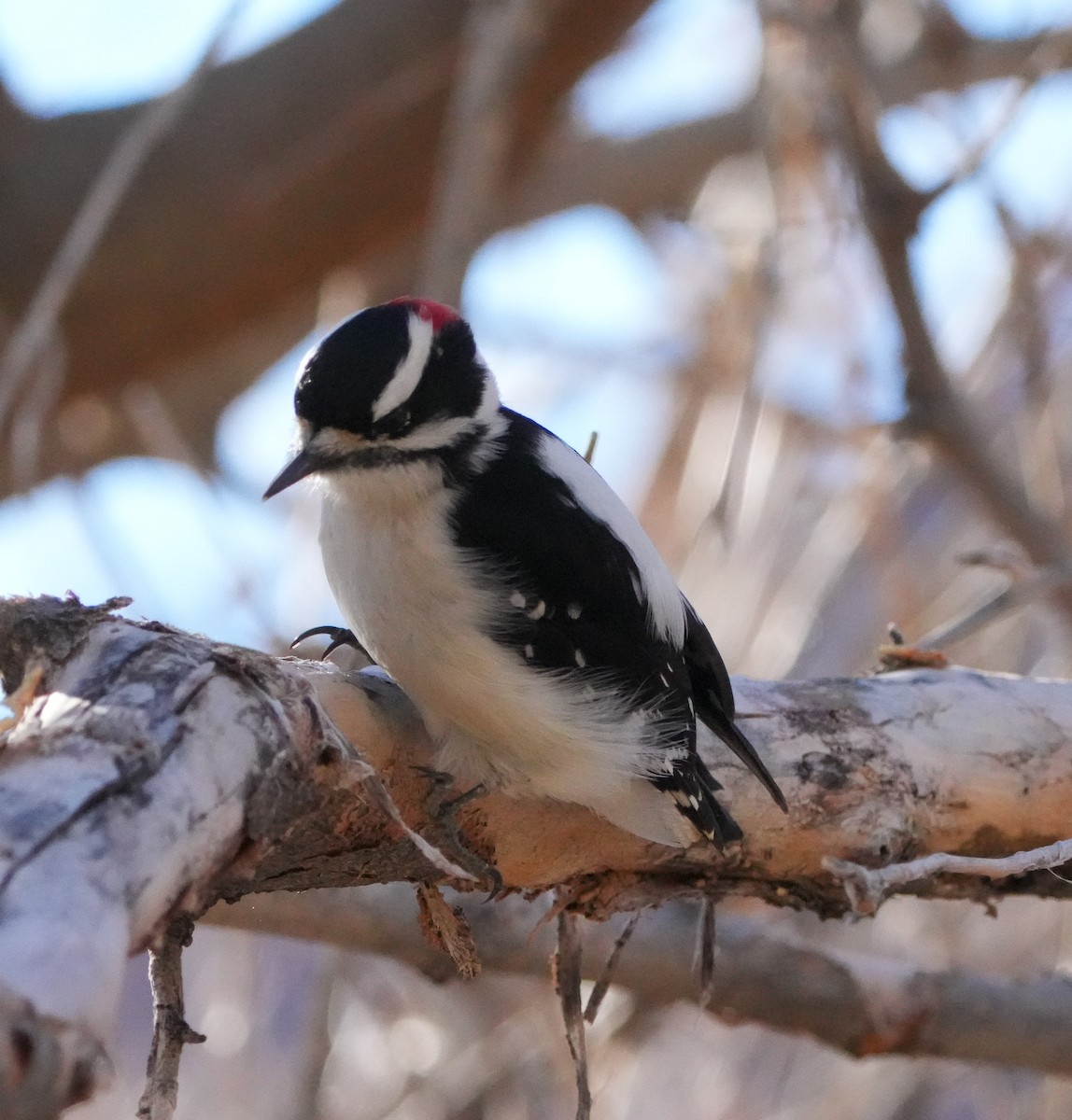 Downy Woodpecker - ML626999137