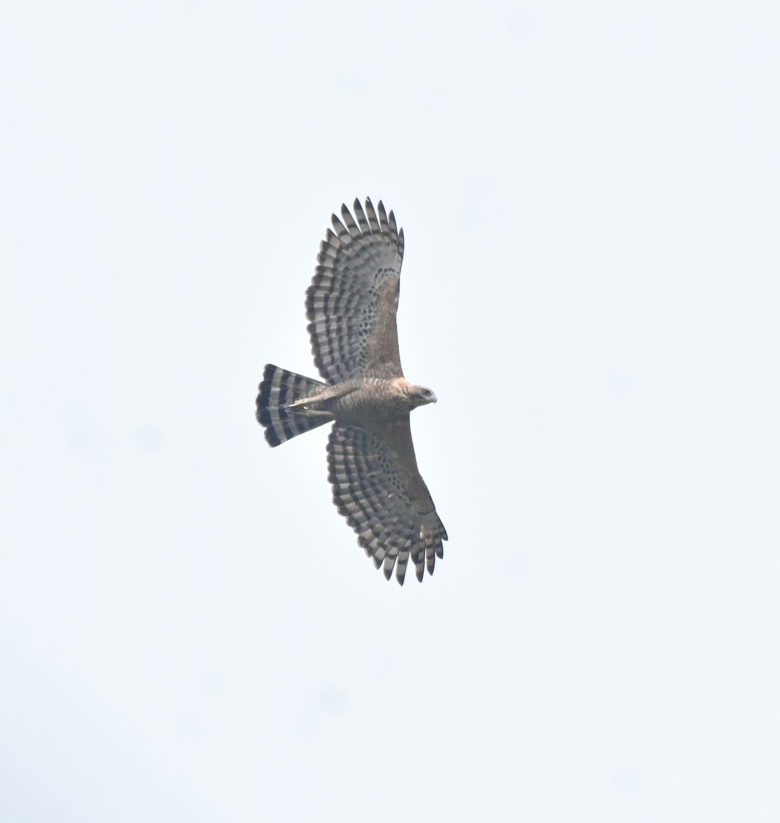 Legge's Hawk-Eagle - ML626999164