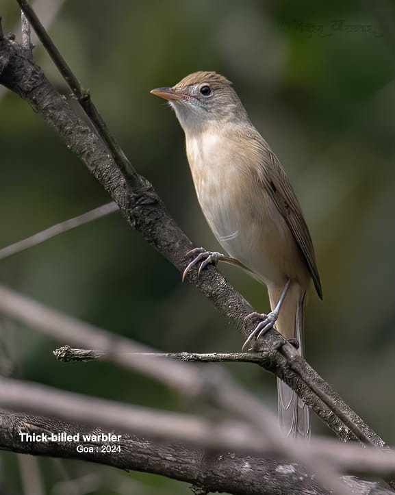 Thick-billed Warbler - ML626999182