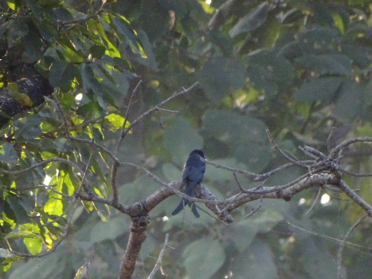 Königsdrongo - ML626999531