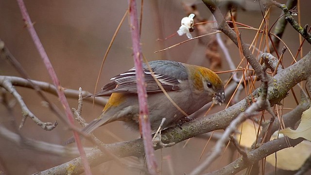 Pine Grosbeak (Rocky Mts.) - ML626999568
