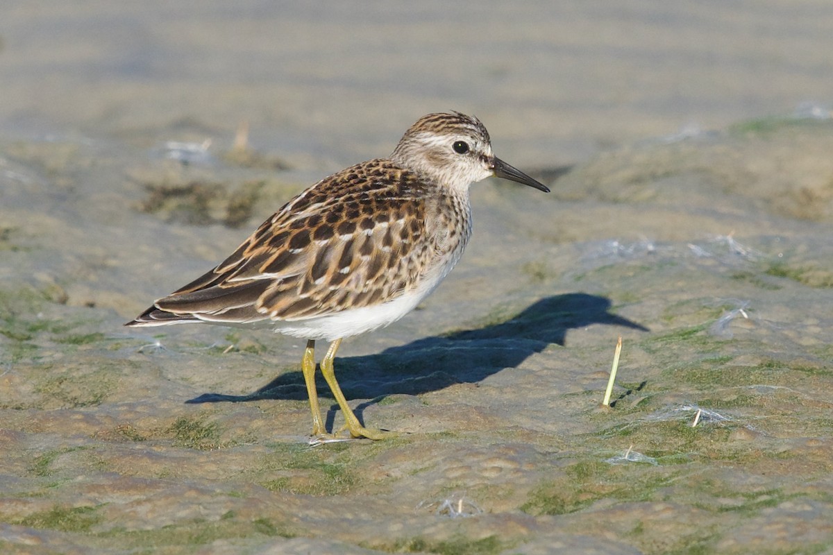 Least Sandpiper - ML626999676