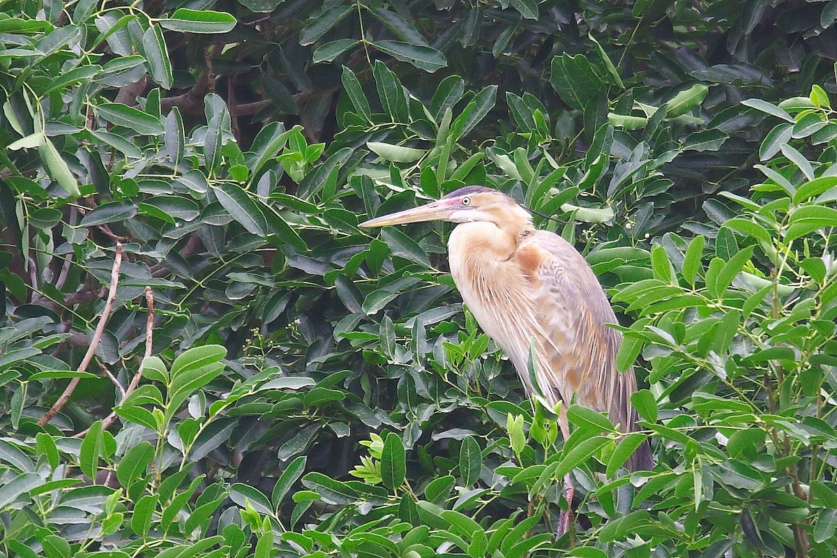 Purple Heron (Bourne's) - ML626999698