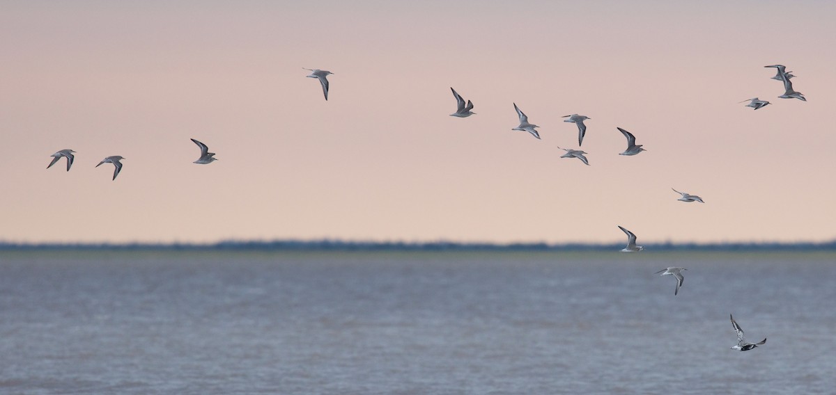 Red Knot - ML626999717
