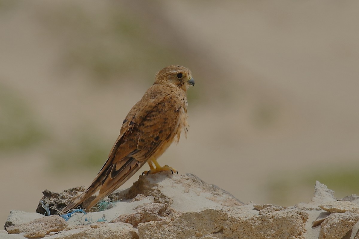 Eurasian Kestrel (Cape Verde) - ML626999873