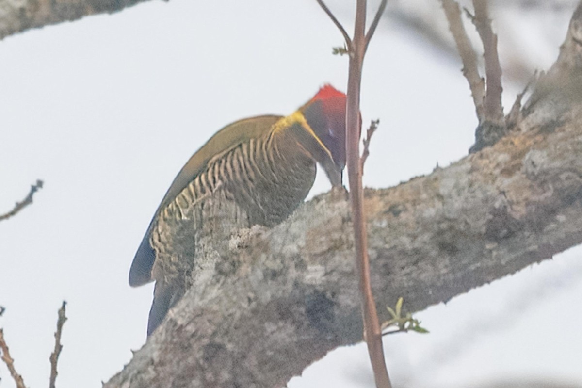 Golden-green Woodpecker - ML626999879