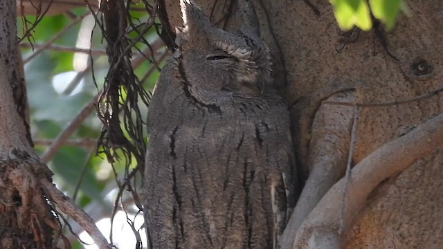 Pallid Scops-Owl - ML626999914
