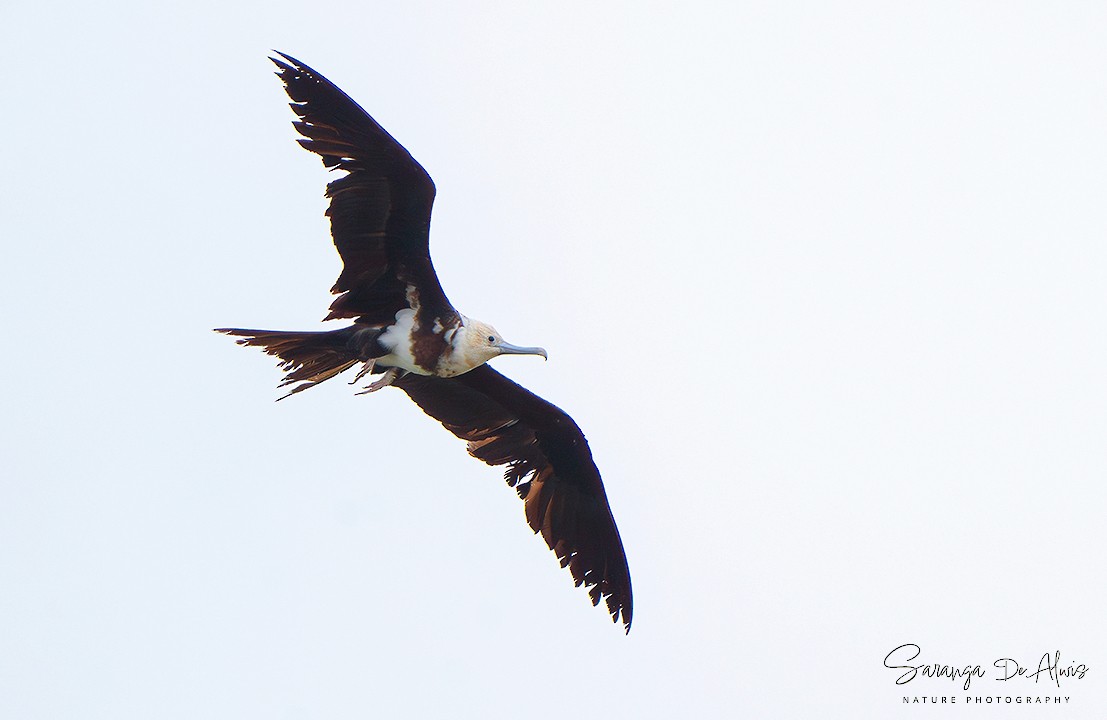 Christmas Island Frigatebird - ML626999921