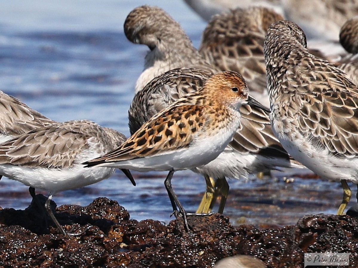Little Stint - ML627000071