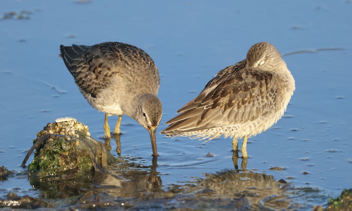 Long-billed Dowitcher - ML627000073