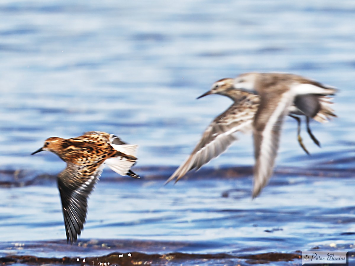 Little Stint - ML627000080