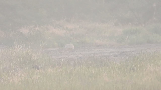 drop obojkový - ML627000084