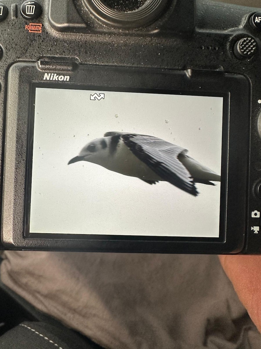 Black-legged Kittiwake - ML627000124