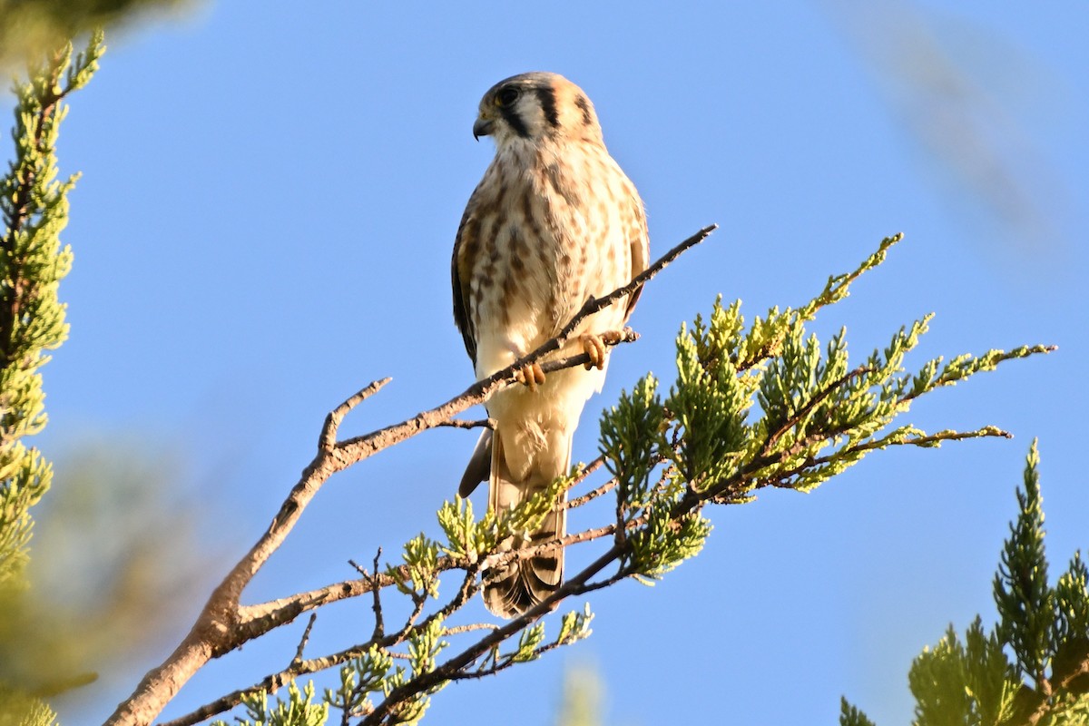 American Kestrel - ML627000210