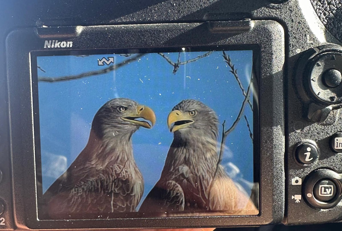 White-tailed Eagle - ML627000291