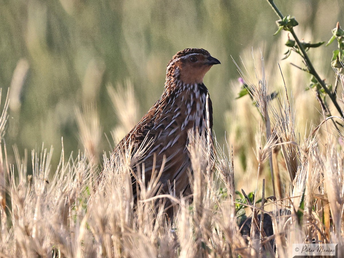 Stubble Quail - ML627000423