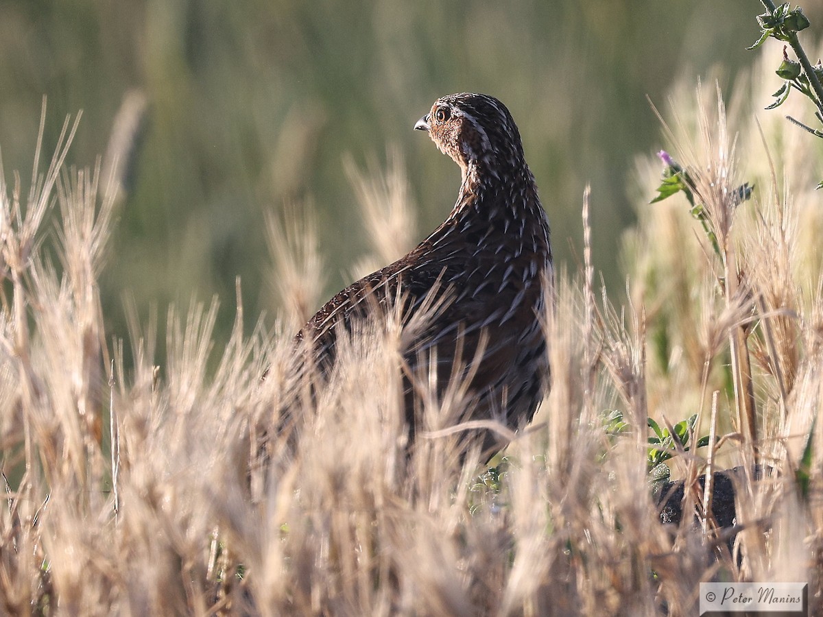 Stubble Quail - ML627000426