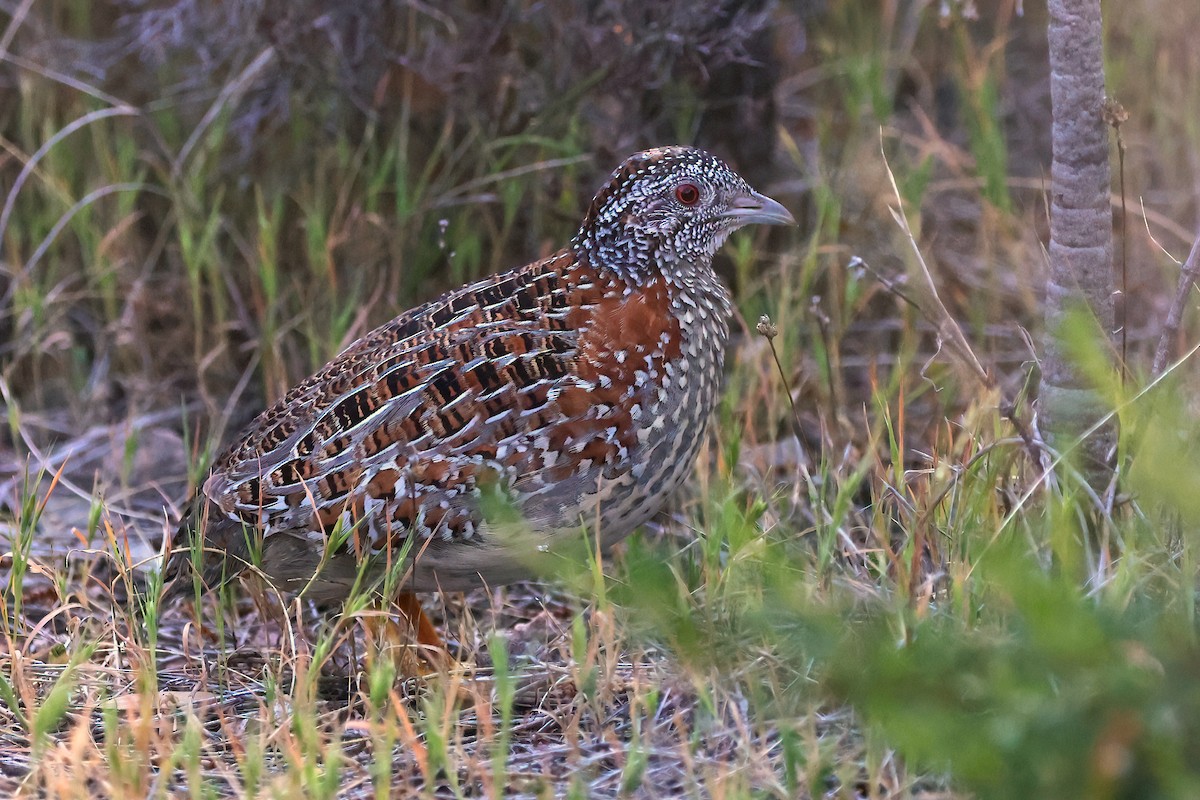 Painted Buttonquail - ML627000433
