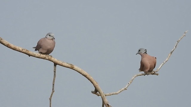 Red Collared-Dove - ML627000504