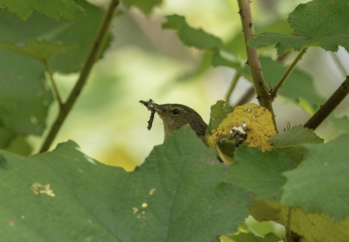 Malagasy Brush-Warbler - ML627000692