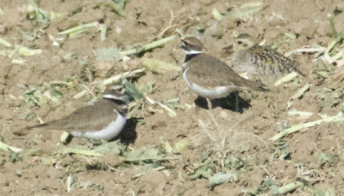 Pacific Golden-Plover - ML627000792
