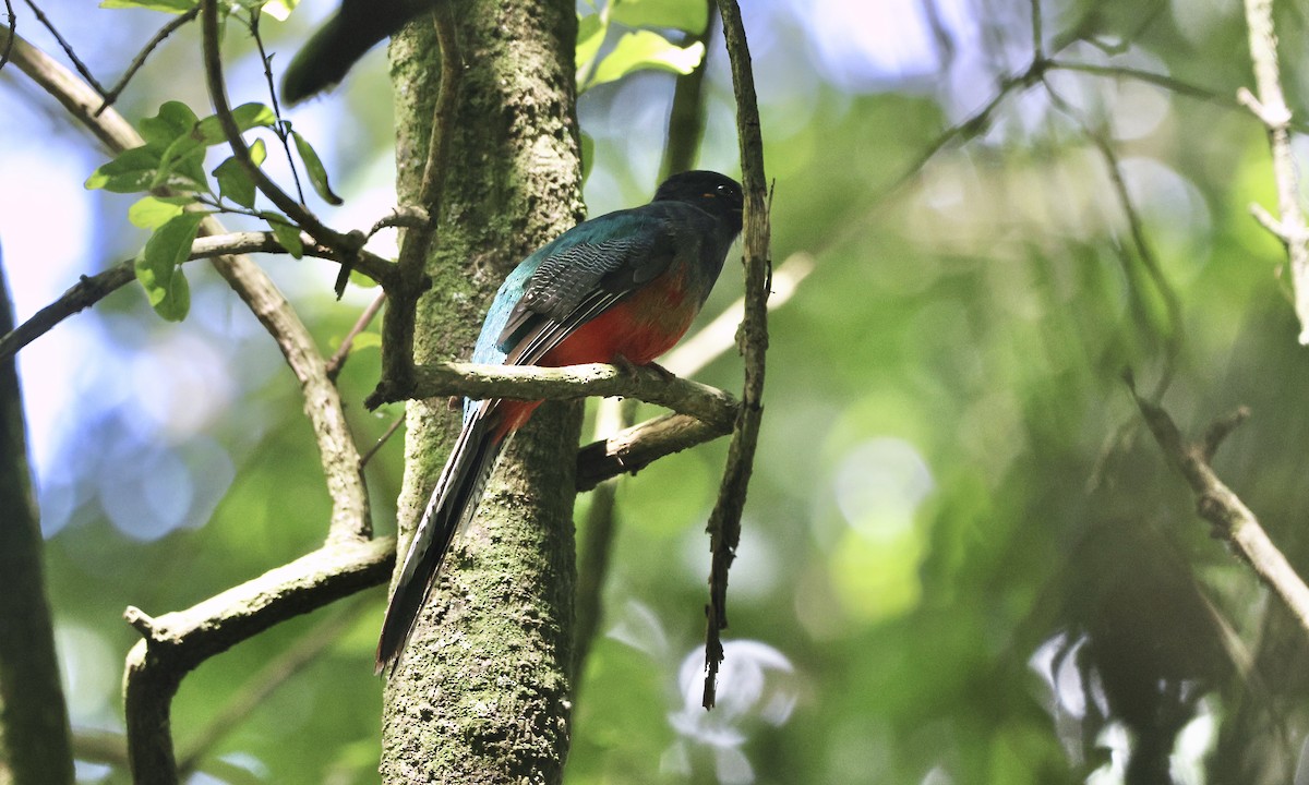 Bar-tailed Trogon - ML627000796