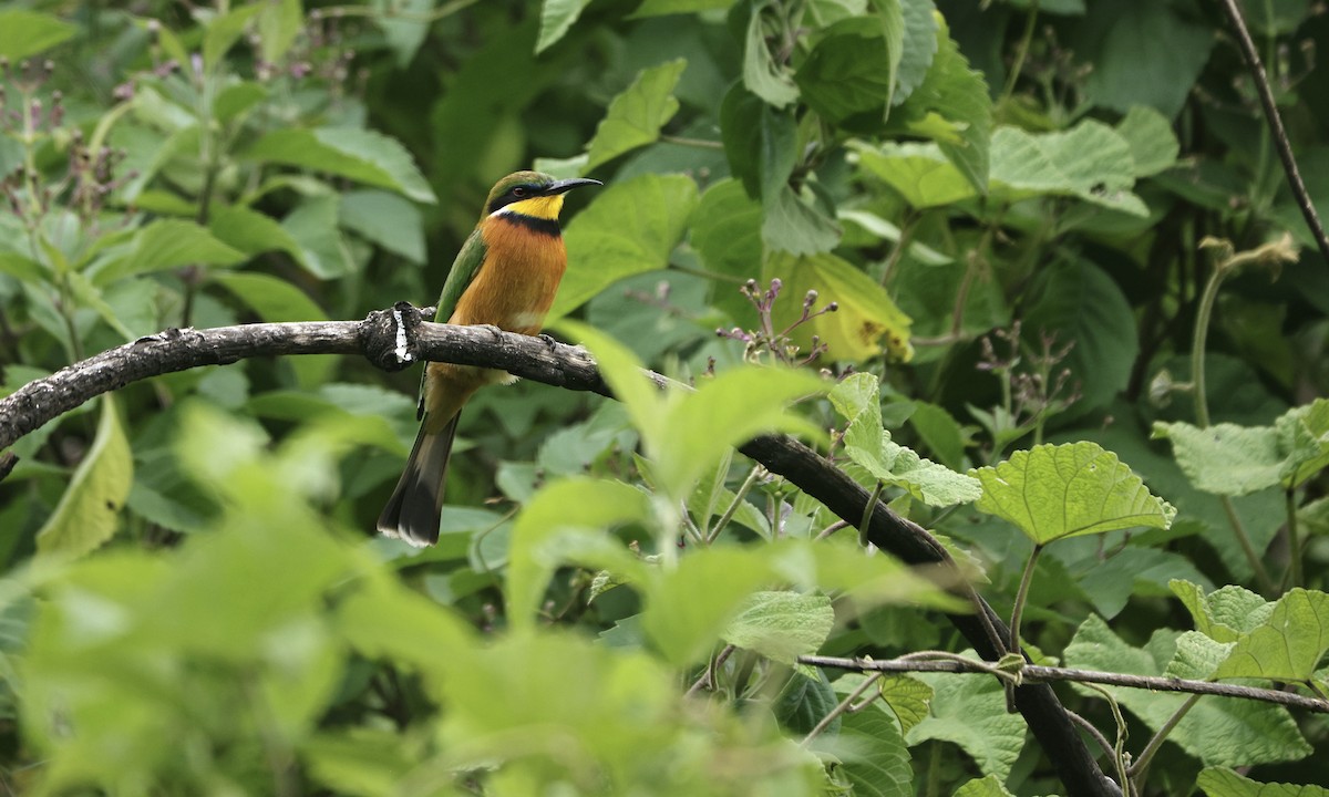 Cinnamon-chested Bee-eater - ML627000799
