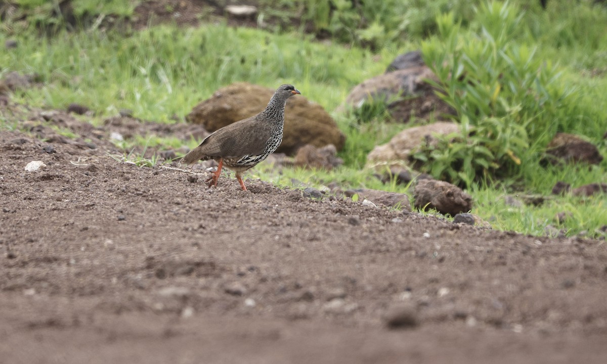 Hildebrandt's Spurfowl - ML627000801