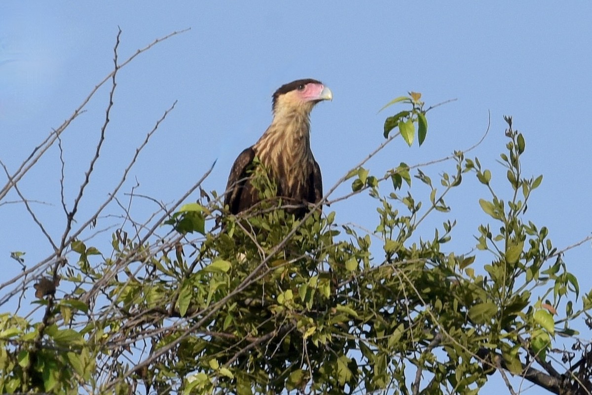Crested Caracara (Northern) - ML627000842