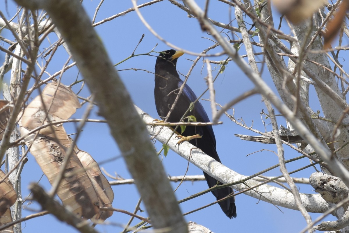Purplish-backed Jay - ML627000868