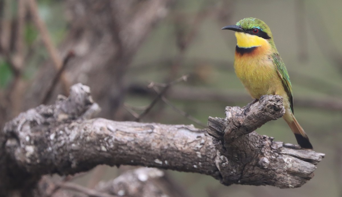 Little Bee-eater - ML627000949