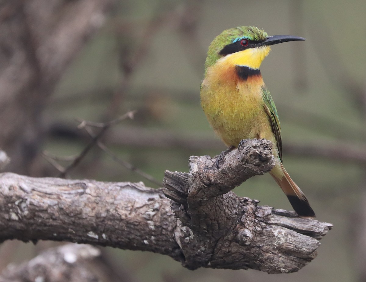 Little Bee-eater - ML627000952