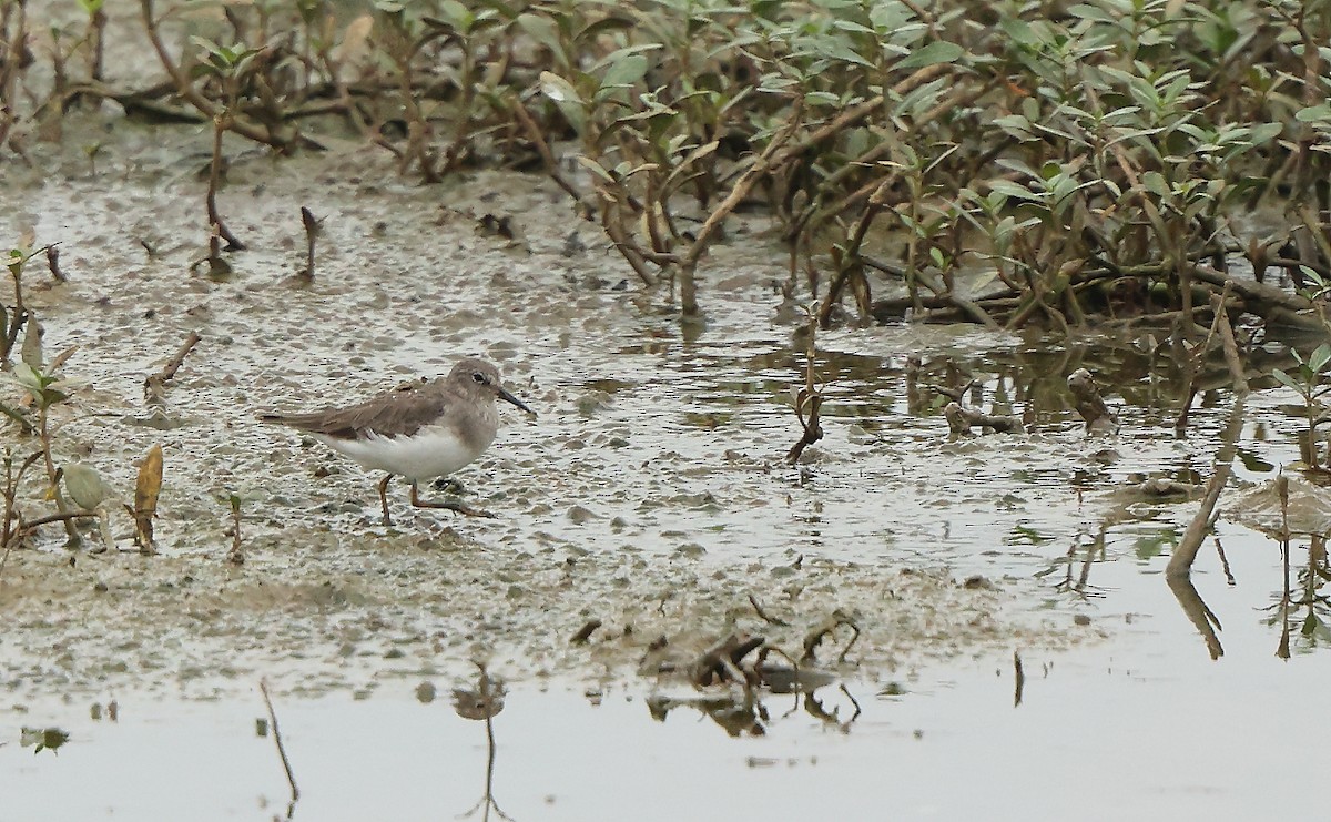 Temminck's Stint - ML627000981