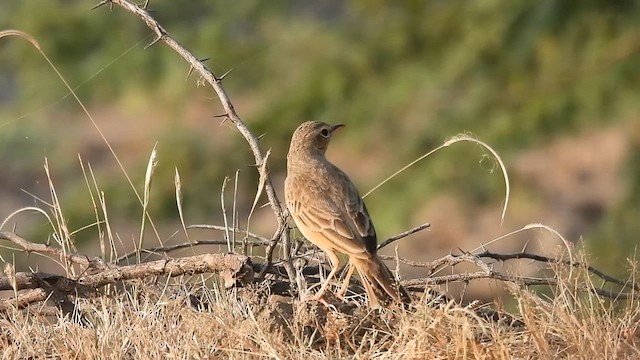 Long-billed Pipit - ML627001011