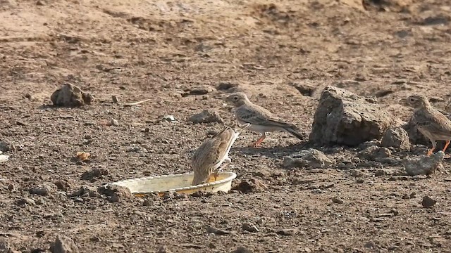Sand Lark - ML627001021