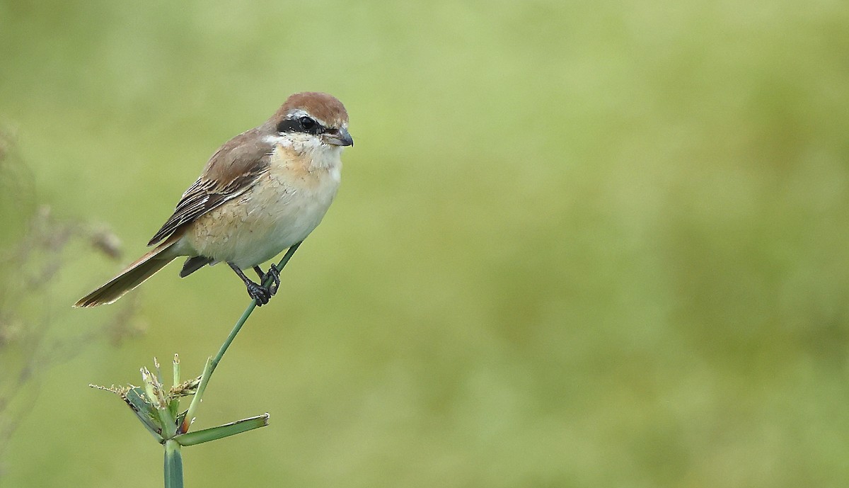 Brown Shrike - ML627001040