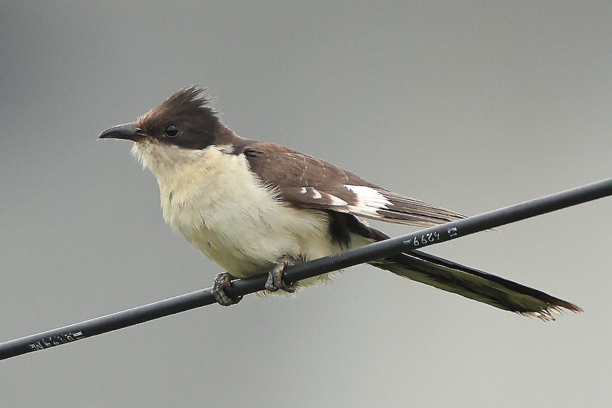 Pied Cuckoo - ML627001164