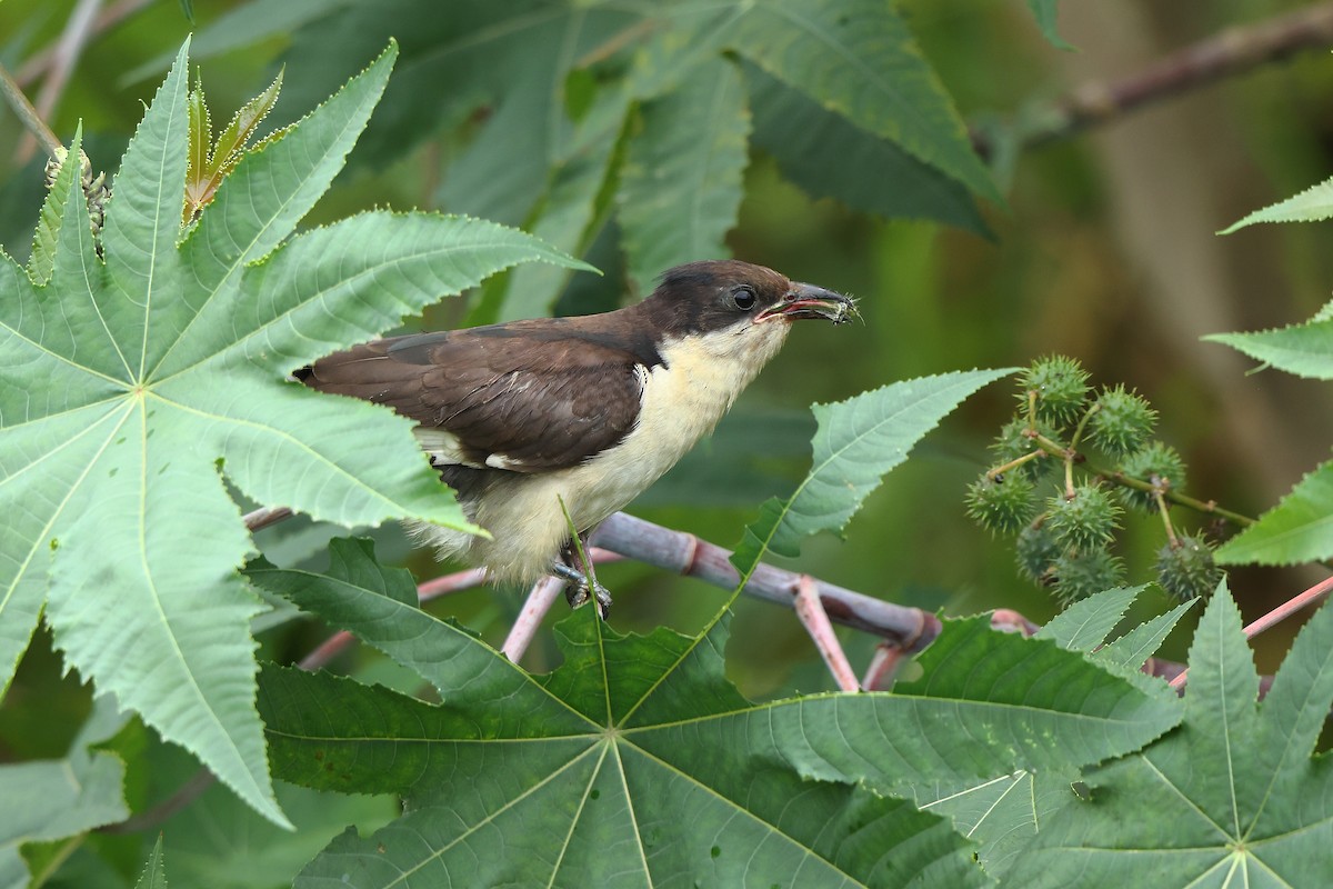 Pied Cuckoo - ML627001165