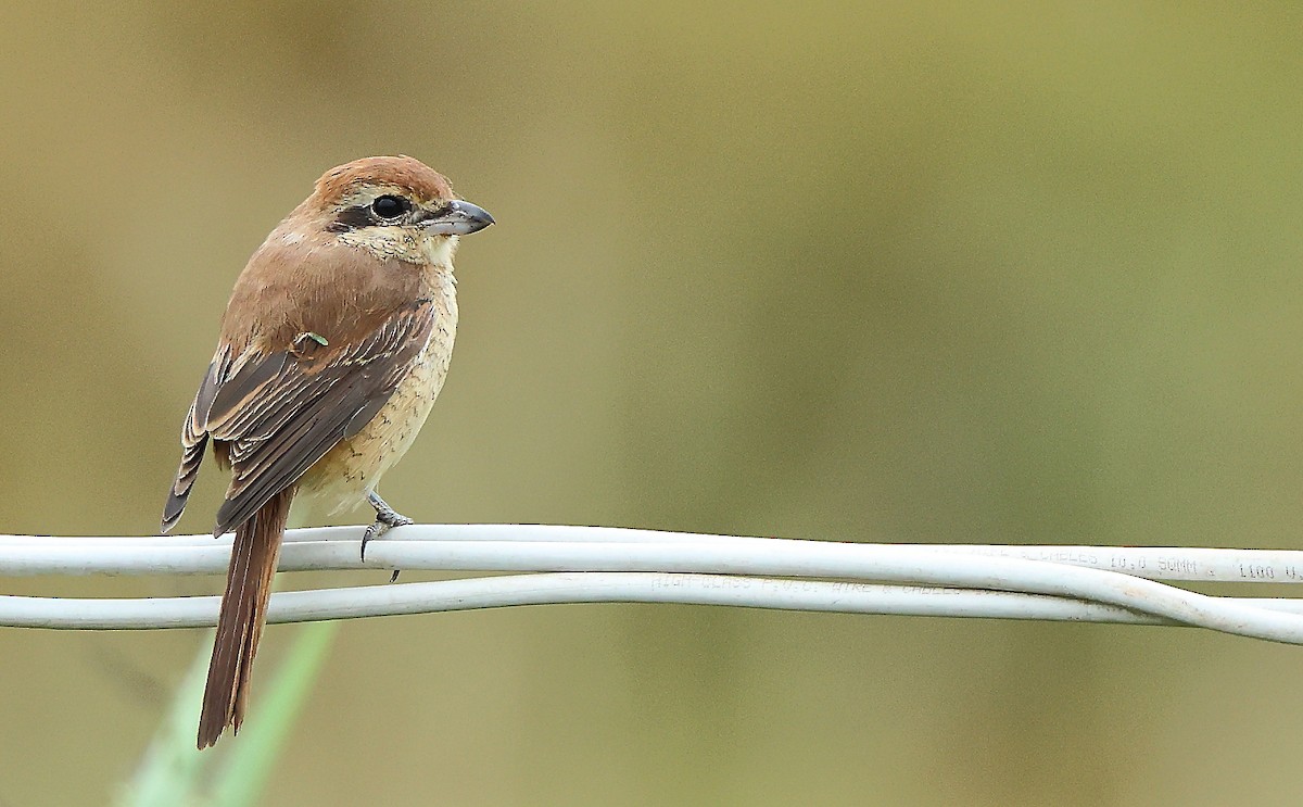 Brown Shrike - ML627001166