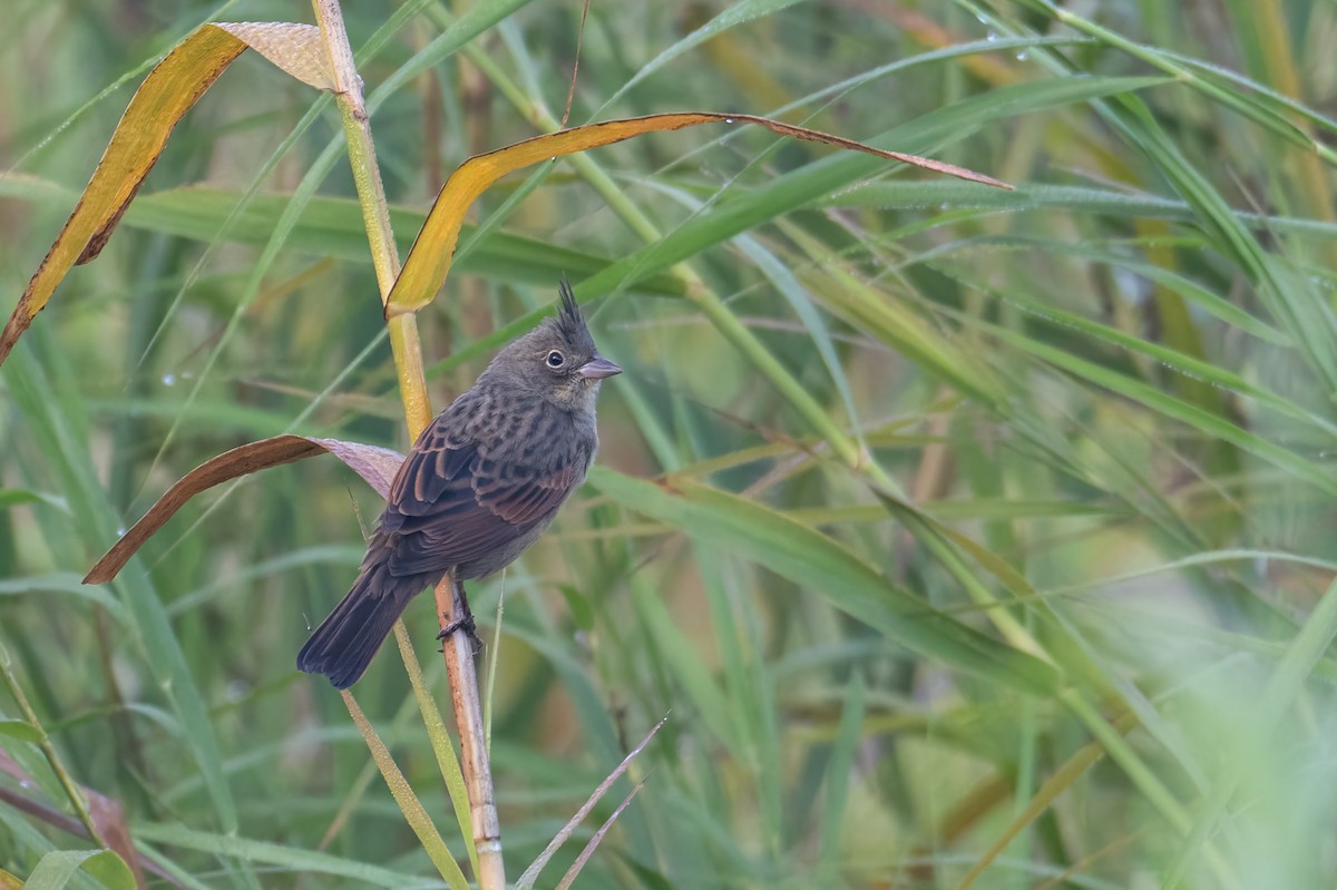 Crested Bunting - ML627001170