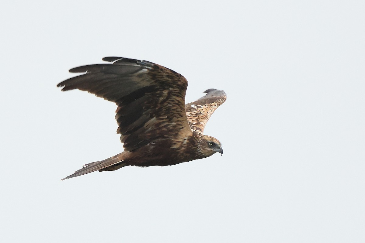 Western Marsh Harrier - ML627001172