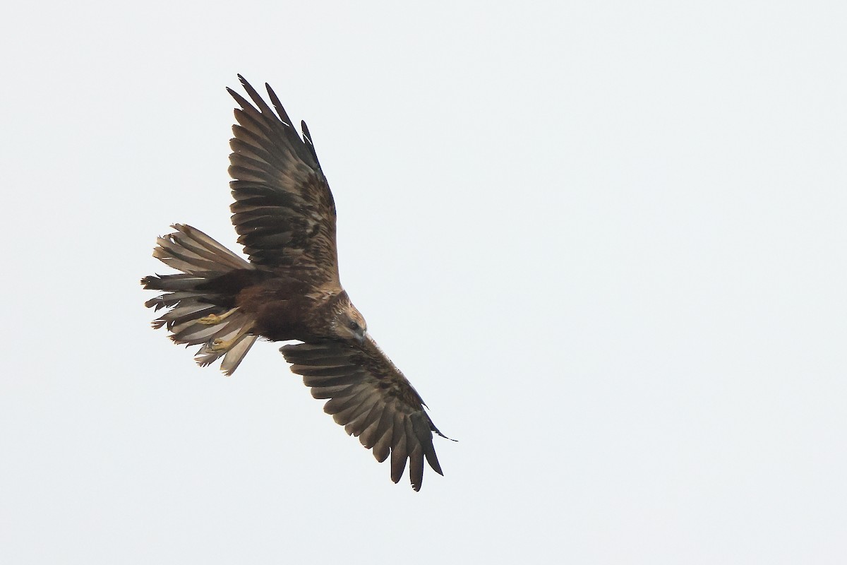 Western Marsh Harrier - ML627001173