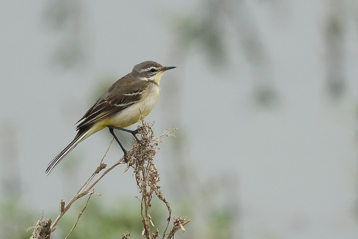 Western Yellow Wagtail - ML627001219