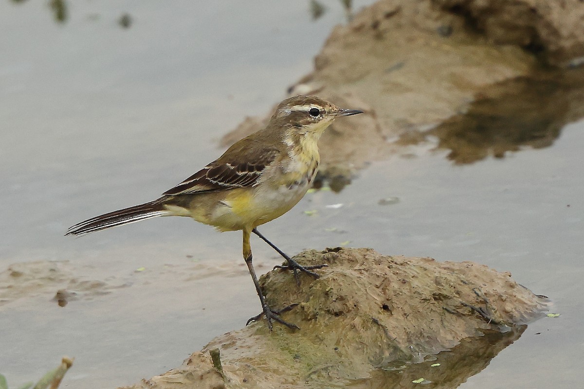 Western Yellow Wagtail - ML627001220