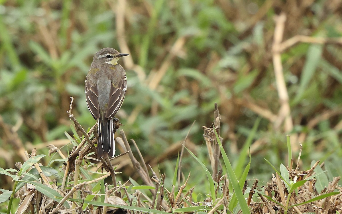 Western Yellow Wagtail - ML627001221